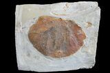 Fossil Leaf (Zizyphoides) - Montana #165023-1